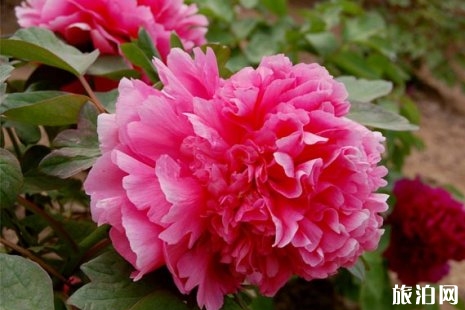 2019洛陽牡丹花會時間地點+交通