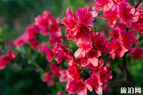 2019廣東清遠(yuǎn)金子山杜鵑花 杜鵑花節(jié)活動(dòng)內(nèi)容