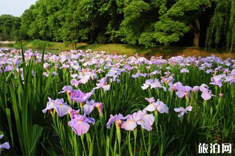 2019黿頭渚花菖蒲節 附賞花攻略