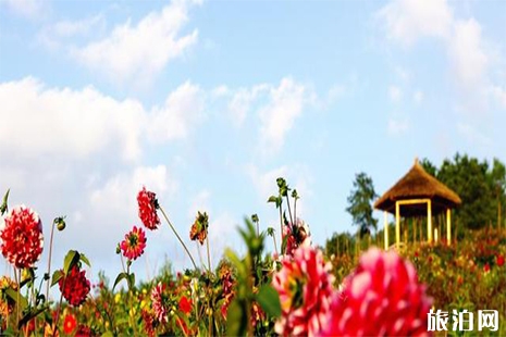 2019廣安五華山大麗花旅游節(jié)6月15日開(kāi)啟