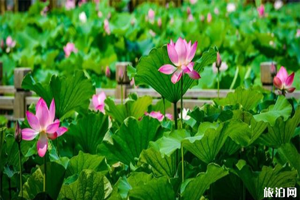 2019洛陽會盟銀灘荷花節(jié)6月22日開啟