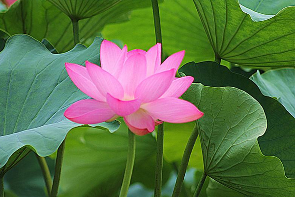 2019武漢東湖荷花展時(shí)間+地點(diǎn)+門(mén)票