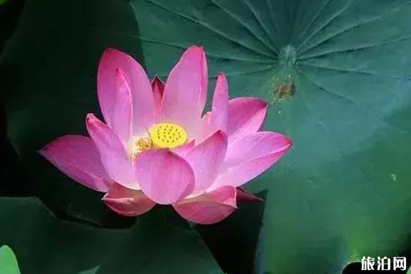 洛陽哪里看荷花+攻略