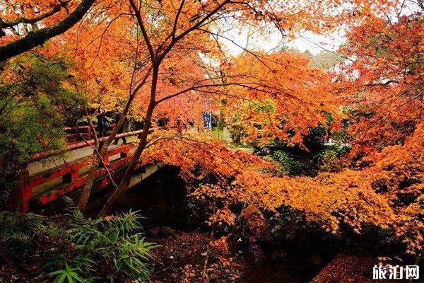 京都紅葉季2019時間+哪里最好看