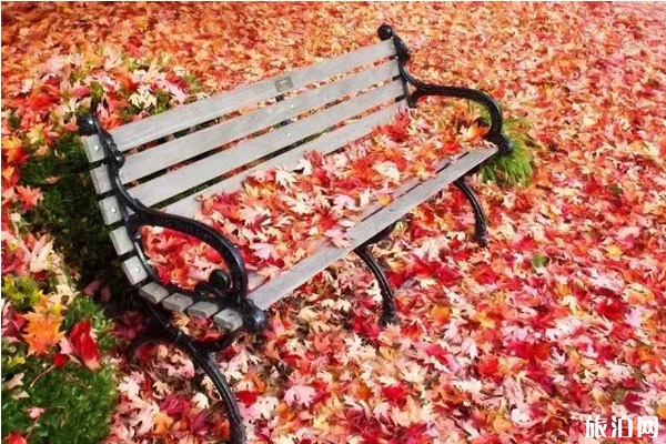 2019關西紅葉季時間+觀賞地點推薦