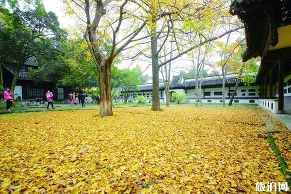 鎮江哪里有銀杏樹觀賞