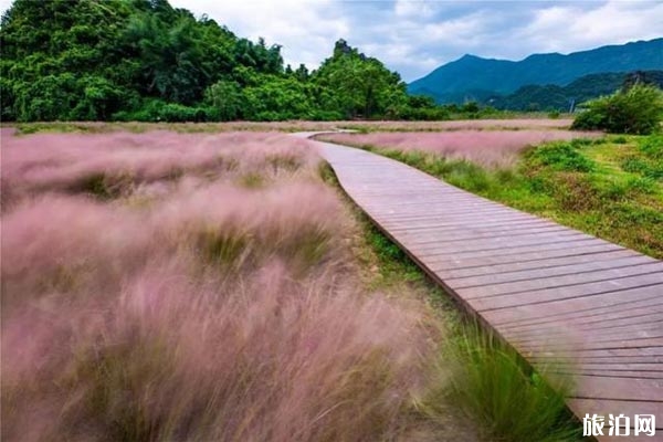 廣東粉黛亂子草地點(diǎn)推薦
