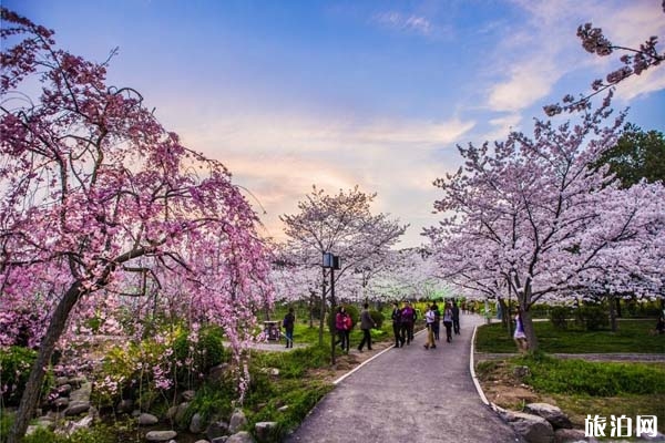2020年武大櫻花節什么時候開花（開始時間+結束時間）