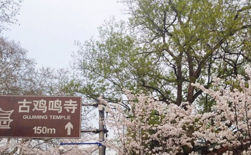 2020南京雞鳴寺櫻花開放時間 附預(yù)約觀賞指南