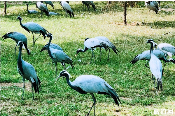 秦皇島野生動物園門票-秦皇島野生動物園攻略