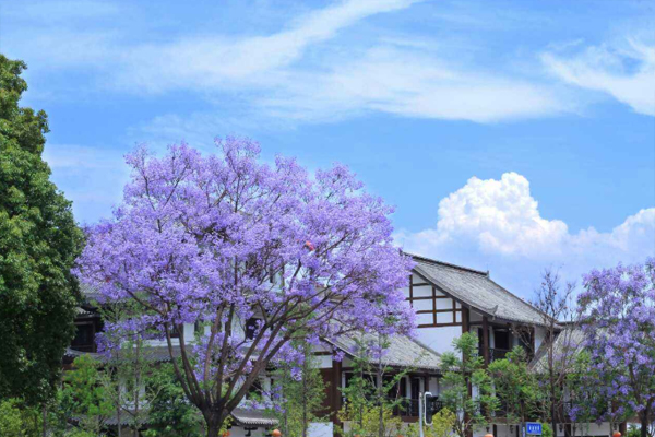 廈門藍(lán)花楹什么時間開-觀賞地點推薦