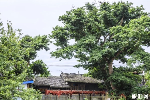 德陽(yáng)周邊哪里有竹林