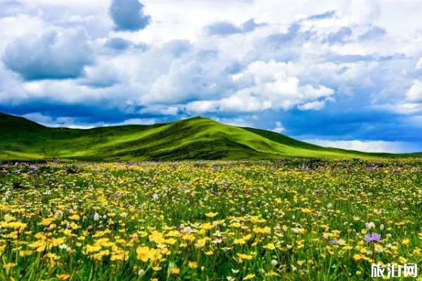 七八月德陽(yáng)周邊賞花的地方有哪些