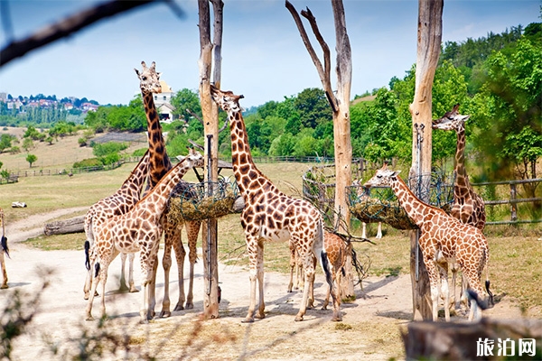 2020秦皇島野生動物園開園了嗎 動物園簡介