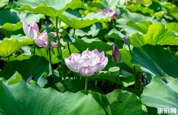 孝感金卉莊園現(xiàn)在有什么花開