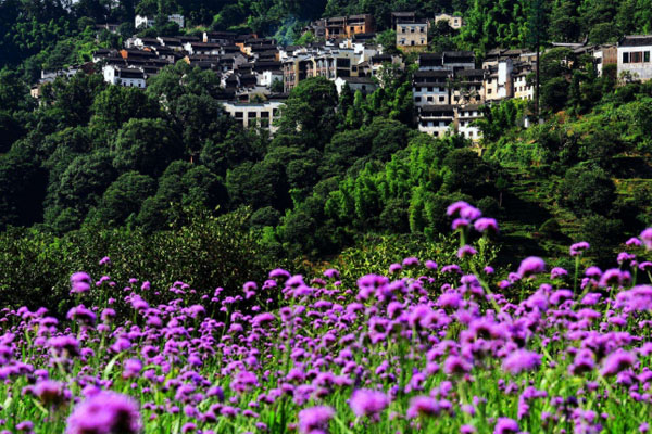香水花海景區