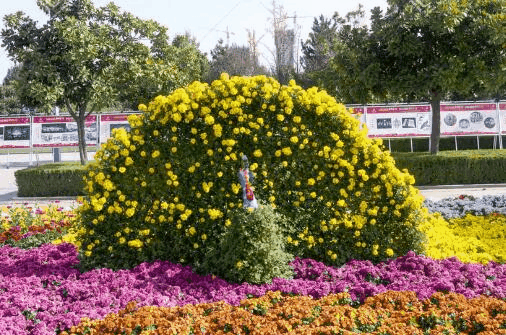 2020東營花仙谷菊花節時間和地點 東營花仙谷菊花節門票和活動