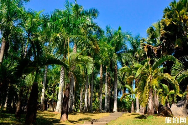 西雙版納熱帶花卉園簡介 西雙版納熱帶花卉園什么時(shí)候去最好