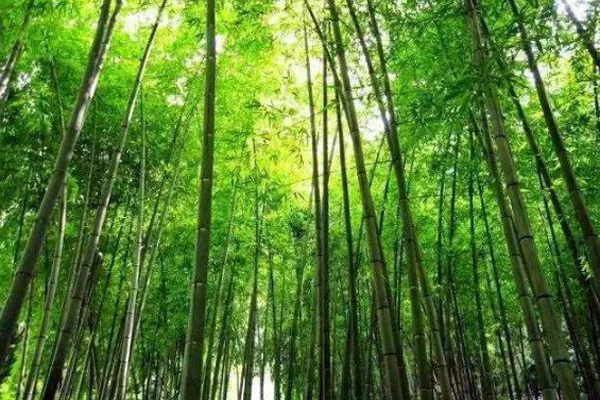 綠竹風情園