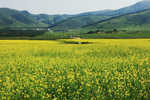 2021廣州花都區(qū)春季賞花指南 賞花地點(diǎn)推薦
