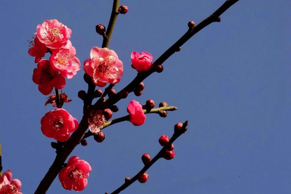 2021西安賞花踏青的地方有哪些 西安賞花踏青好去處推薦