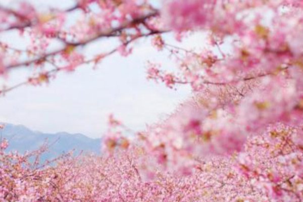紹興春季賞花好去處2021 紹興賞花的地方