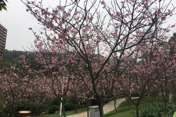廣州賞花好去處2021 廣州賞櫻花地點(diǎn)推薦