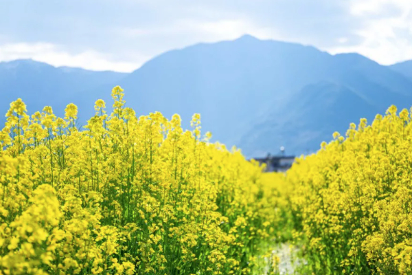 大理3月賞花應該去哪里 大理3月賞花地點推薦2021