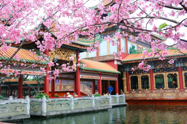 2021廣州寶墨園櫻花節(jié)什么時(shí)候開幕 附最佳觀賞時(shí)間