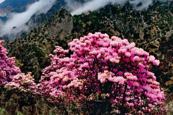 2021廣州白云上賞花指南 廣州白云山賞花地點(diǎn)推薦