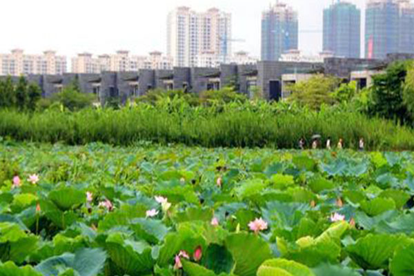 2021珠海清明節踏青好去處匯總