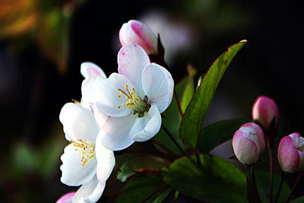 石家莊海棠花什么時(shí)候開2021 海棠花觀賞地點(diǎn)推薦