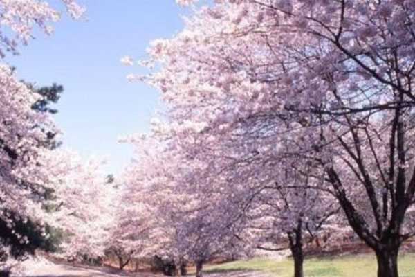 2021青島中山公園櫻花觀賞攻略-觀賞時間地點(diǎn)及門票