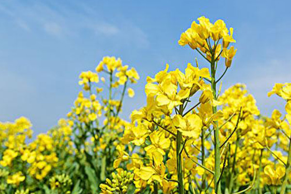 廣州油菜花景點(diǎn)在哪里 廣州周邊賞花地點(diǎn)推薦2021