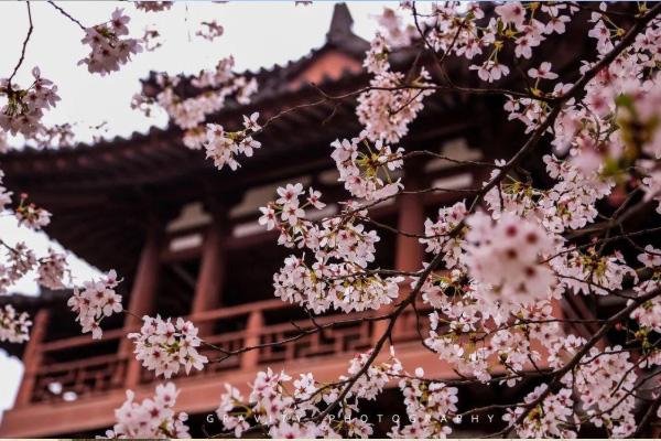 2021西安青龍寺櫻花現在開了嗎 雁塔國際櫻花節活動詳情