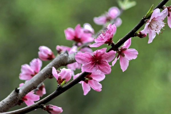 2021長沙賞桃花的地方有哪些-最佳觀賞地點推薦