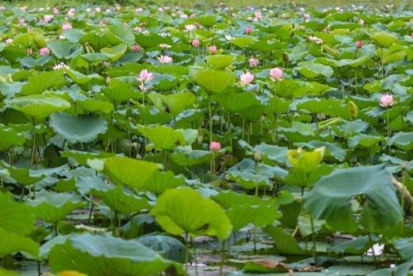 深圳洪湖公園荷花幾月份開  深圳洪湖公園荷花展時間
