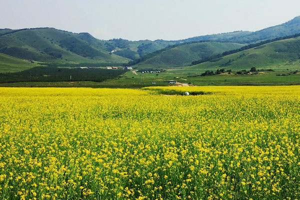 2021沈陽油菜花節什么時候-周末活動匯總