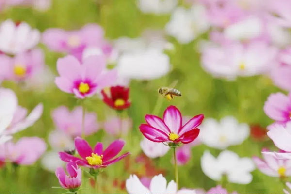 德陽(yáng)周邊哪里有桑格花-觀賞指南