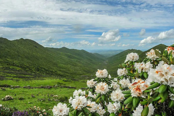 6月德陽(yáng)周邊賞花景點(diǎn)-路線推薦