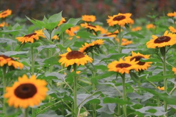 2021湖南省植物園夏之戀名花節地址
