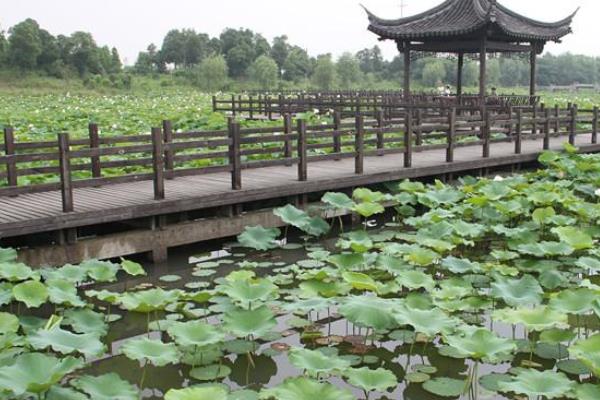 2021紹興賞荷花地點推薦