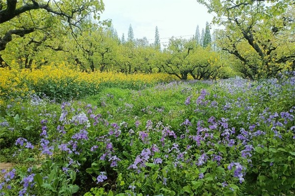 柳樹灣風景區(qū)