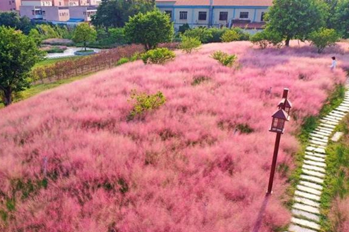 長(zhǎng)沙粉黛子花海哪里有看