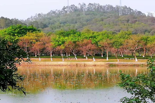 大夫山森林公園